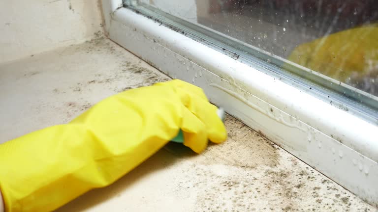 Mold Remediation for Vacation Homes in Fair Grove, MO